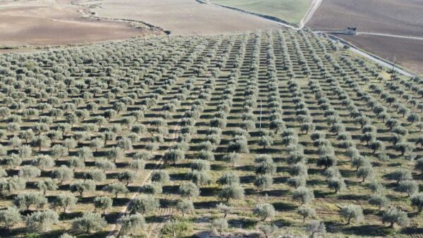 Vista con Drone dell'uliveto dell'azienda Agricola La Rosa