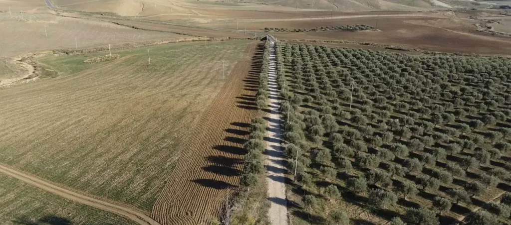 Azienda agricola la rosa olio extravergine di oliva