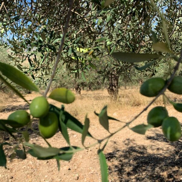 Alberi di oliva con olive