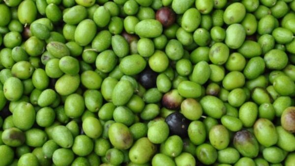 Olio Extravergine d'oliva Siciliano