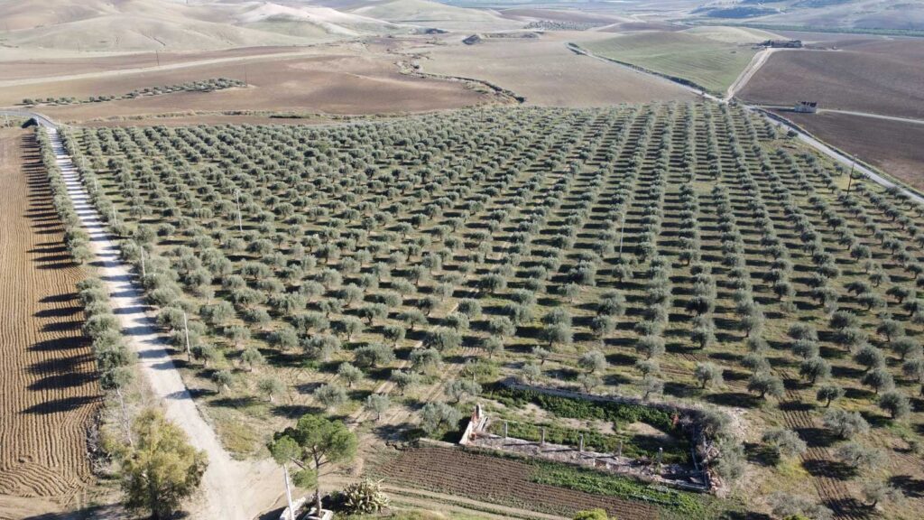 Uliveto a Ramacca - Azienda Agricola La Rosa